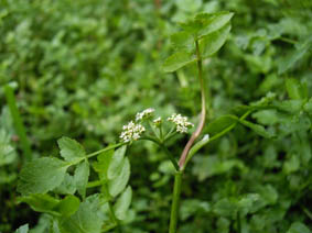 Apium nodiflorum